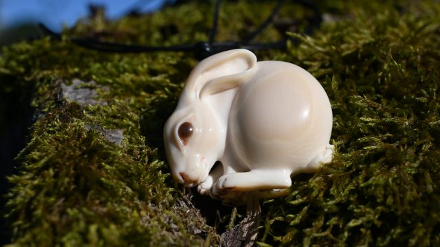 Hare back